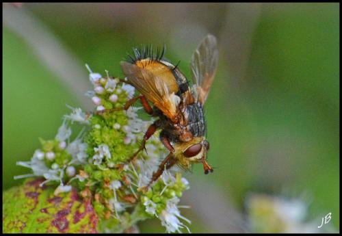 Tachina fera